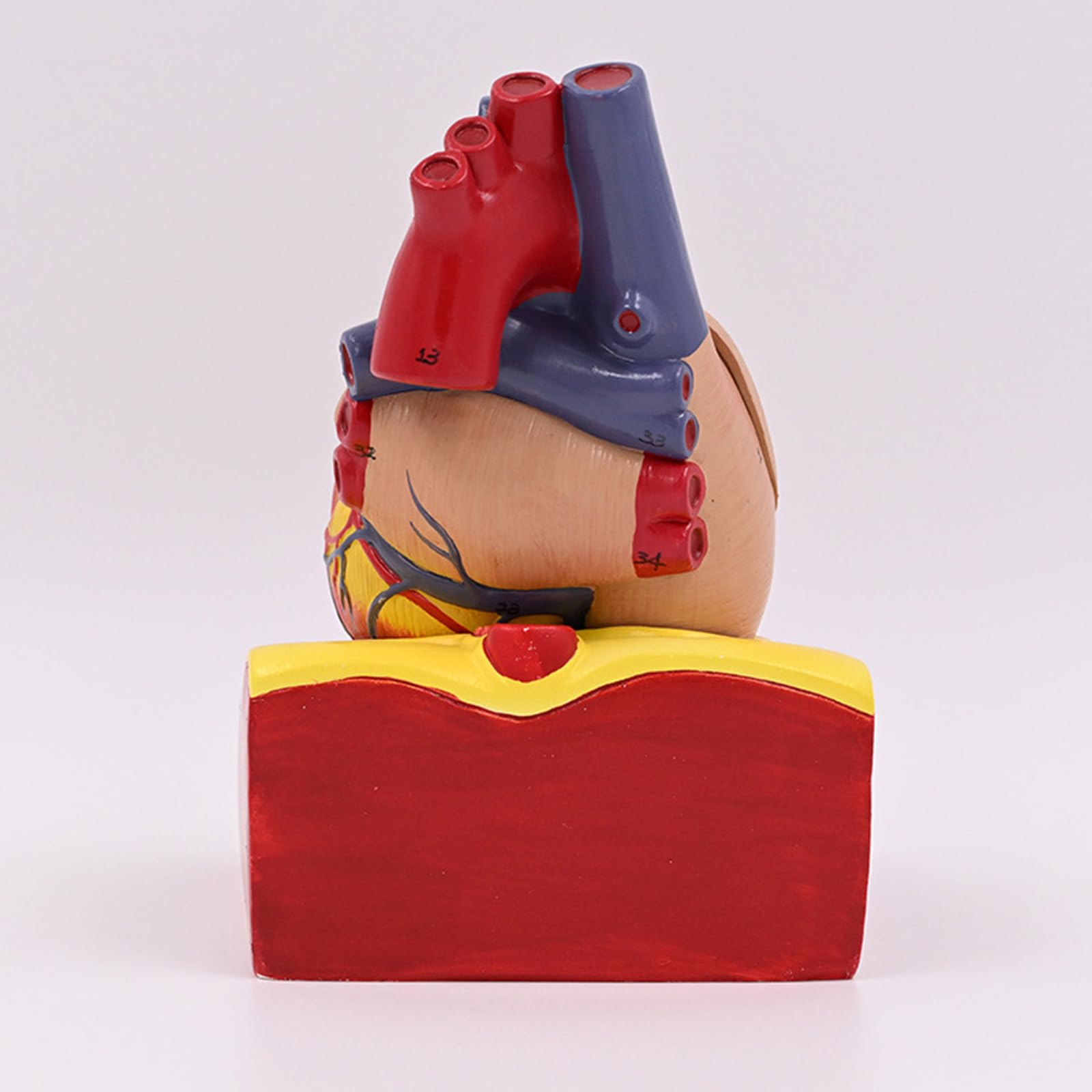 Herzmodell, menschliches Herz, anatomisches Modell, einfach zu bedienende medizinische Lehrhilfe, nummerierte medizinische Medizin, menschliche Anatomie für Labor, Lehrkrankenhaus