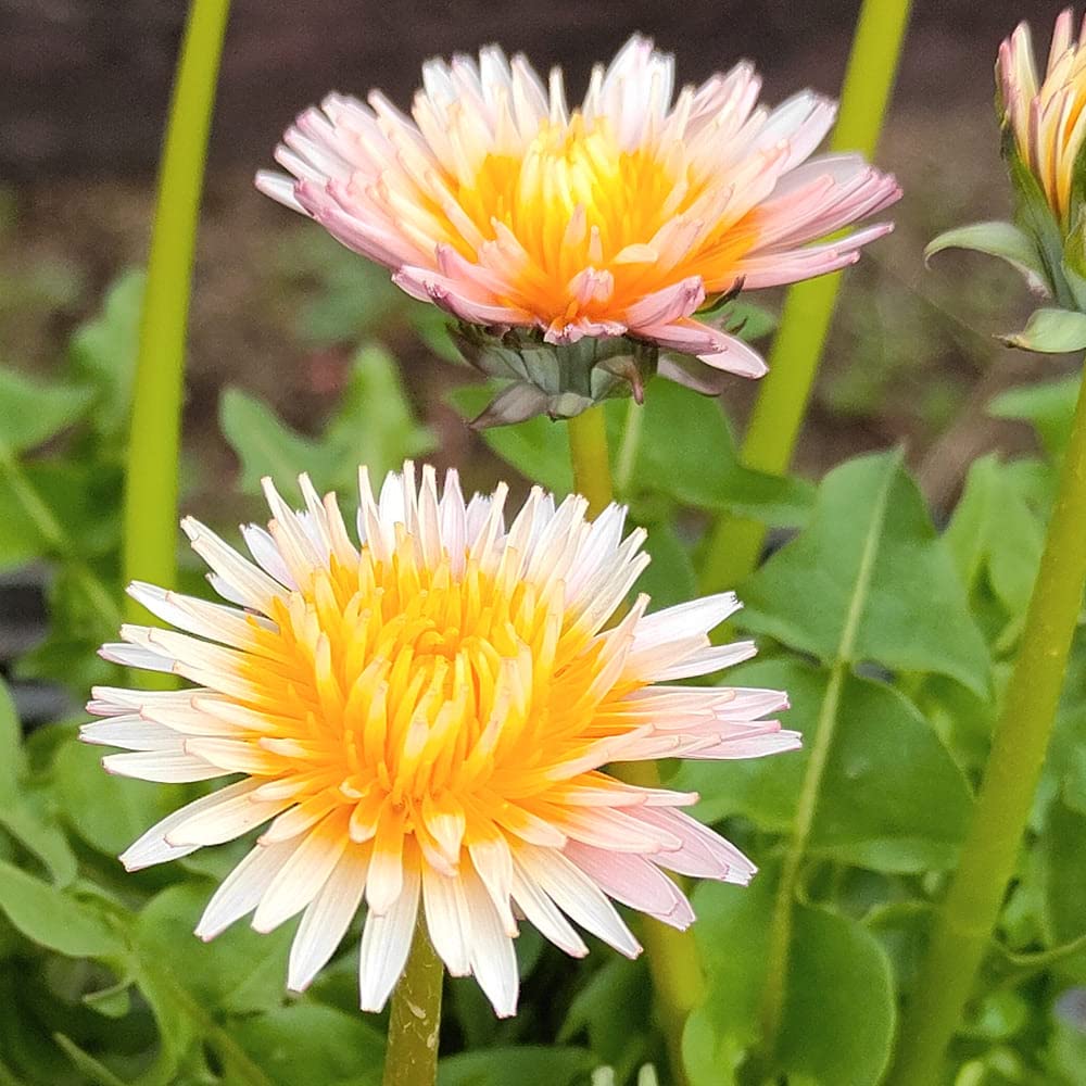 Amazon｜ハッピーガーデン 花苗 緋紅たんぽぽ 1鉢 3.5号 【お届け中