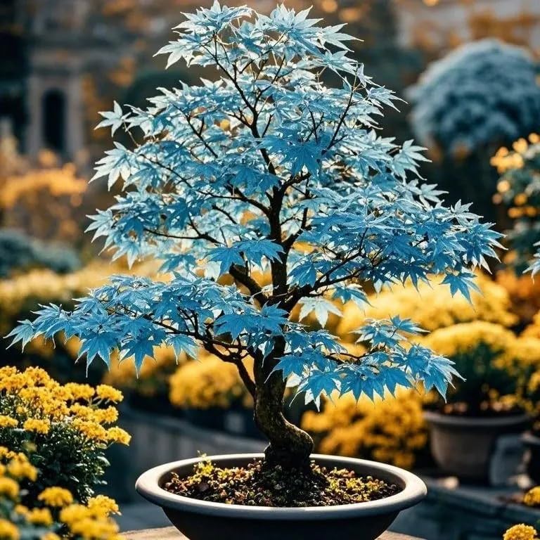15 Rare Blue Japanese Maple Seeds - Acer Palmatum Ornamental Tree Seeds for Planting - Home Garden Yard and Indoor Bonsai Decor
