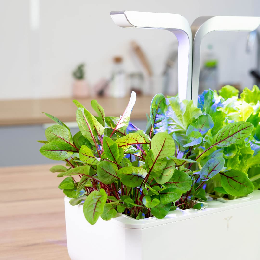 Lingot® Oseille Sanguine BIO - Compatible Potager d'Intérieur Véritable® et Exky® - Recharge prête à l'emploi - Substrat avec Graines Intégrées…