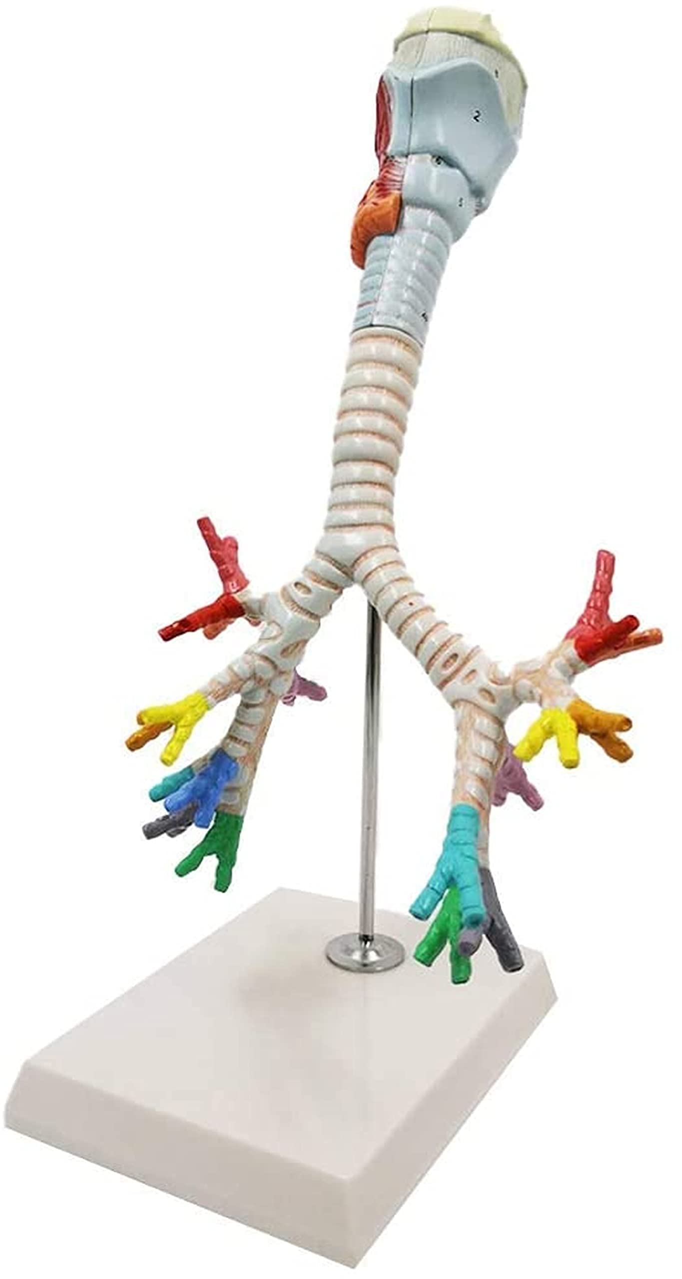 Buy FGVBC Human Larynx and Trachea Bronchial Tree Model