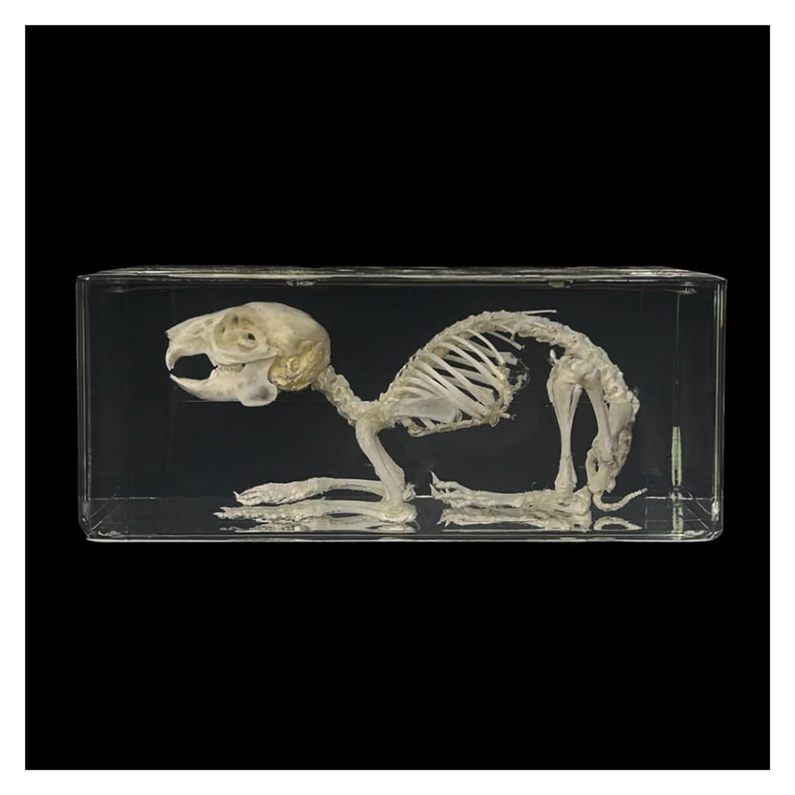 Kaninchen-Skelettmodell, realistische Tierknochen-Anatomie-Probenskulptur mit Vitrine, Biologie-Wissenschafts-Lehrmittel, tolles Geschenk for Fans der Tierpräparation