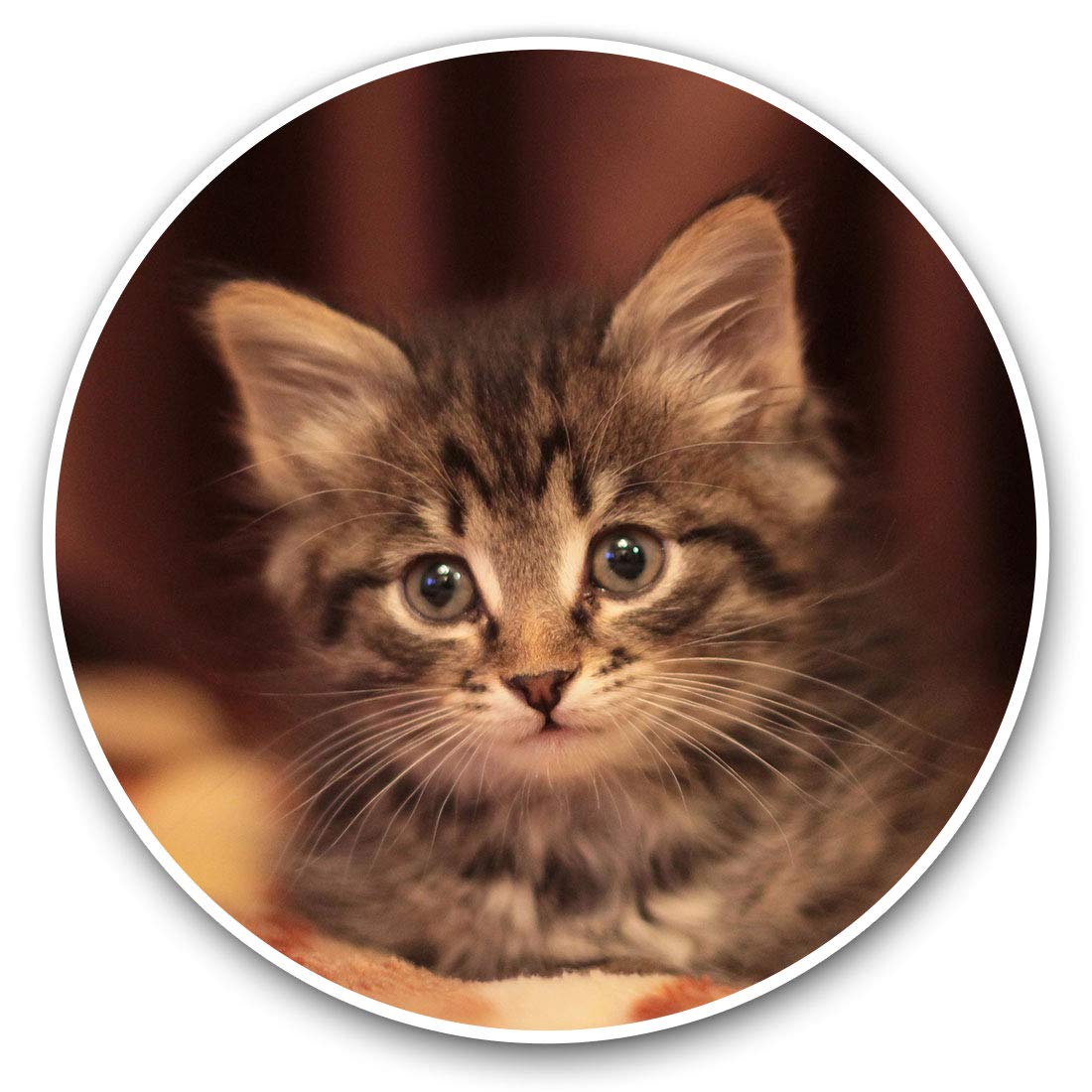 Destination Vinyl Ltd Tuny Tabby Kitten Cat Pet 15946 Vinyl Stickers (Set Of 2) 7.5Cm - Tuny Tabby Kitten Cat Pet #15946