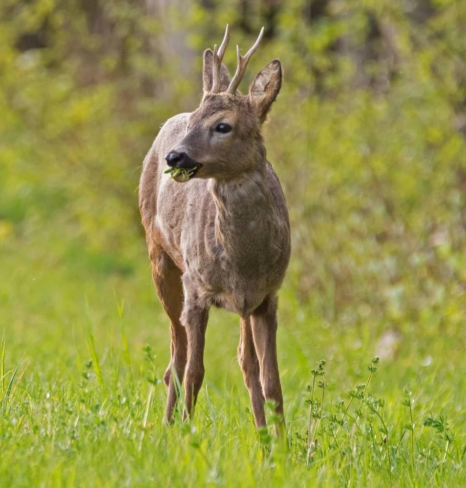 Almgourmet - Tiroler Rehwurzn - 12 Stück - 400g - Rohwurstspezialität mit Rehfleisch - lange Haltbarkeit