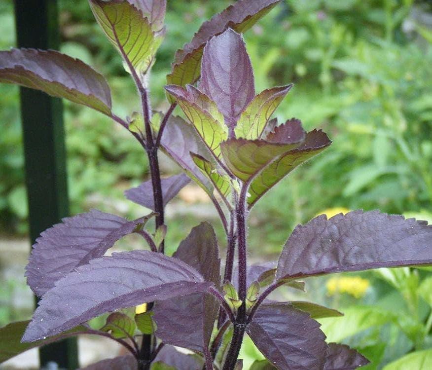 NEW DEBNATH NURSERY Red Krishna Tulsi Plant Holy Basil Live Plant Herbal Thulasi Indoor/Outdoor Pack of 1 Healthy Plant from India