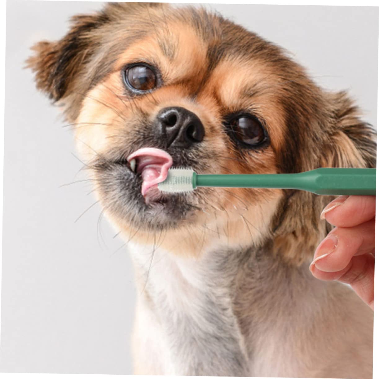 POPETPOP 12pièces Brosse à Dents Pour Animaux De Brosses à Dents Manuelles Avec Poils Souples Pour Chat Et Chien Nettoyage Buccal Confortable Et Tête Petite Pour Accès Facile Aux Zones