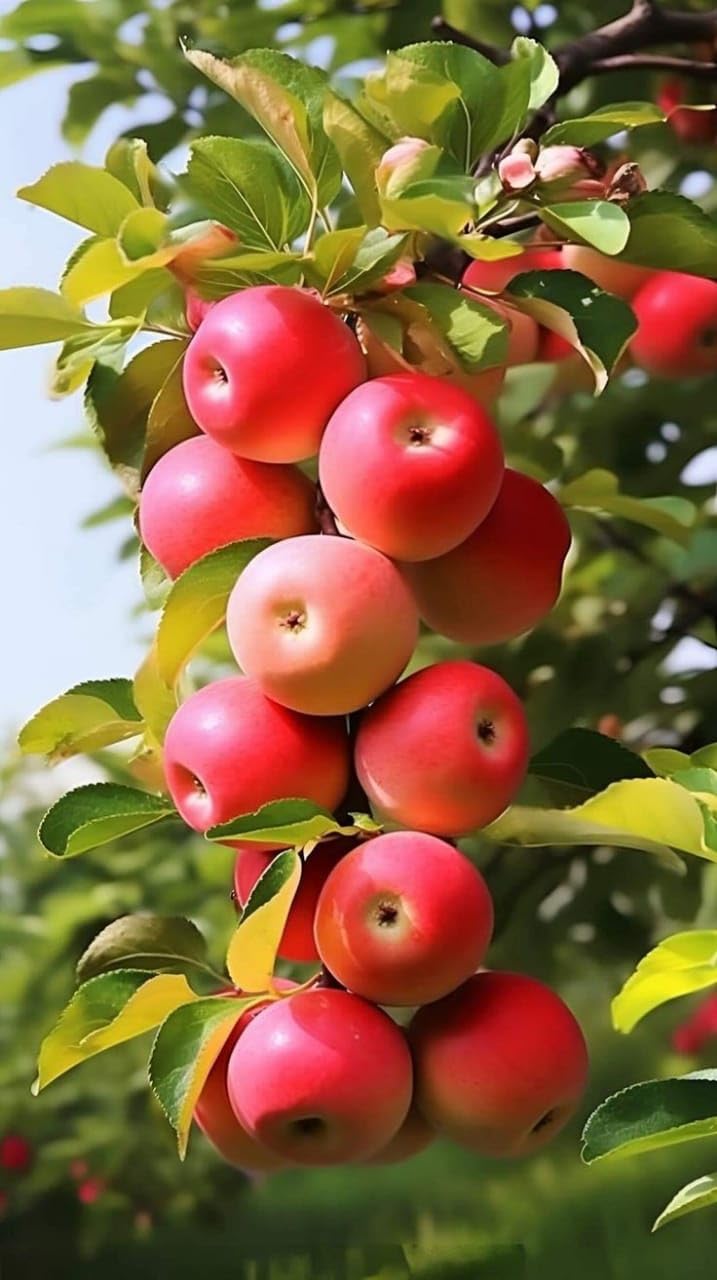 See full amazon price history chart for Greenworld Apple Tree Fruit Plant | Fast-Growing, from Shimla-Himachal Hardy Live Plant for Home and Garden | Fresh Homegrown Apples Greenworld Apple Tree Fruit Plant | Fast-Growing, from Shimla-Himachal Hardy Live Plant for Home and Garden | Fresh Homegrown Apples (B0D87MMSZW) Amazon Price History, Amazon Price Tracker