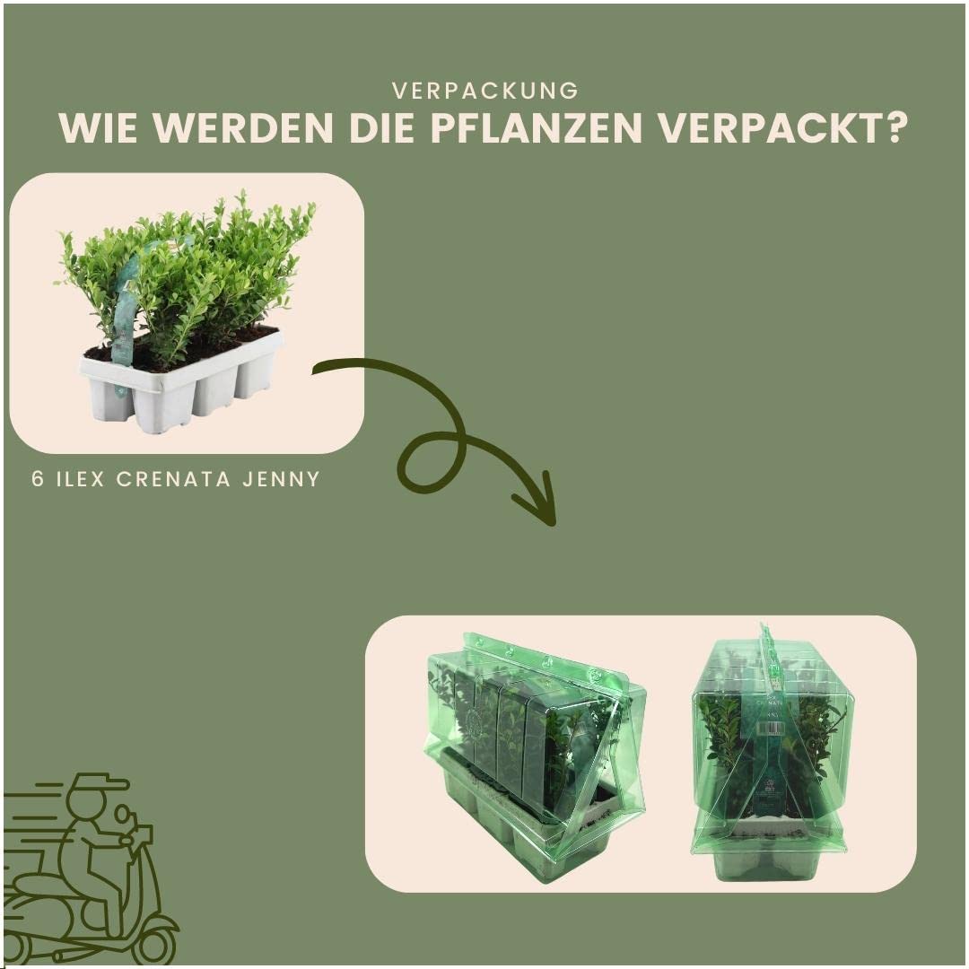 Japanse hulst Bol 50 cm kopen – Hedgy Haagplanten