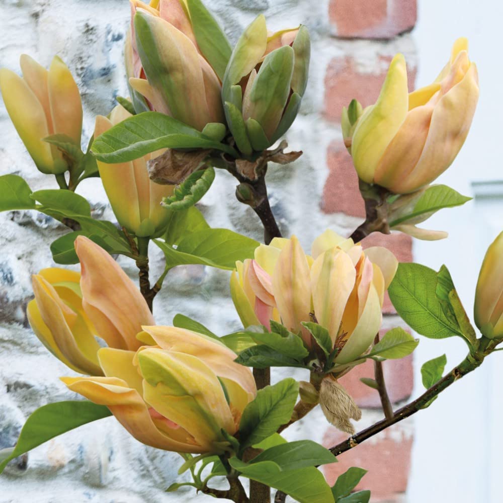 Bare Root Magnolia Standard ‘Sunspire’ Deciduous Easy to Grow Hardy Shrub Golden Flowering in Spring Low Maintenance Garden Plant 1x Bareroot Plant by Thompson and Morgan