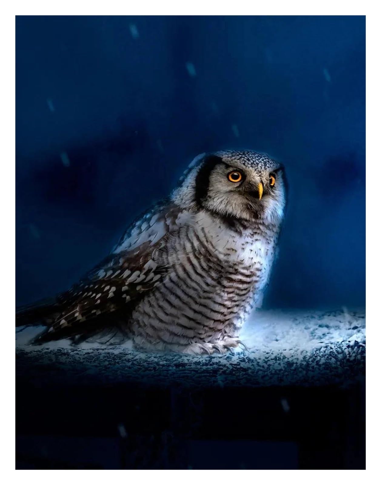 Xenite G Wall Art Canvas Prints Classic Majestic In Forest Photography Posters Prints Polar Owl Canvas Paintin Wall Art Picture Home Livin Room Decor(,30X40cm)