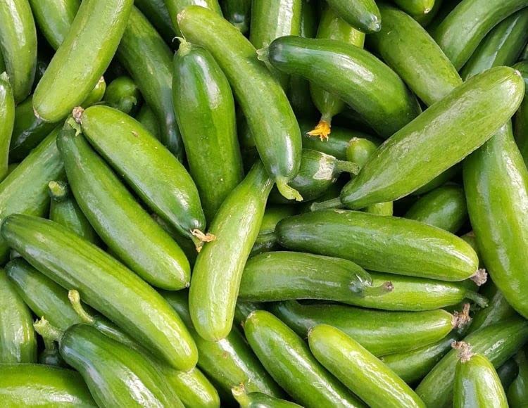 megcito Doğal Salatalık Tohumu Çengelköy