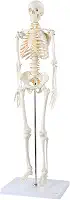 Axis Scientific Mini modelo de esqueleto humano com suporte de metal, 78,7 cm de altura com braços e pernas removíveis, fácil de montar, inclui manual detalhado do produto para estudo