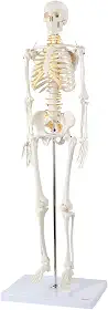 Axis Scientific Mini modelo de esqueleto humano com suporte de metal, 78,7 cm de altura com braços e pernas removíveis, fácil de montar, inclui manual detalhado do produto para estudo