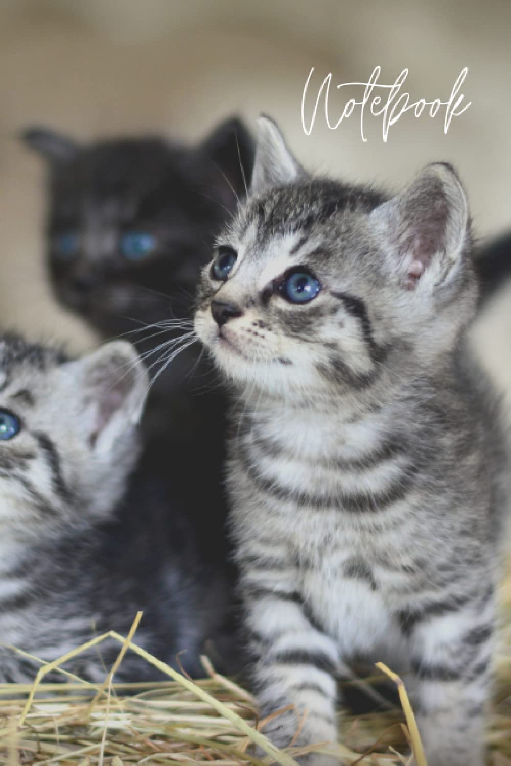 Notebook: Kitten notebook journal cute cat lovers book 6x9