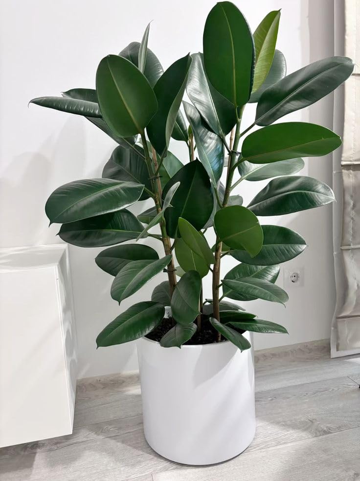 Indoor Rubber Plant – Green Ficus Altissima for Home, Office & Po...