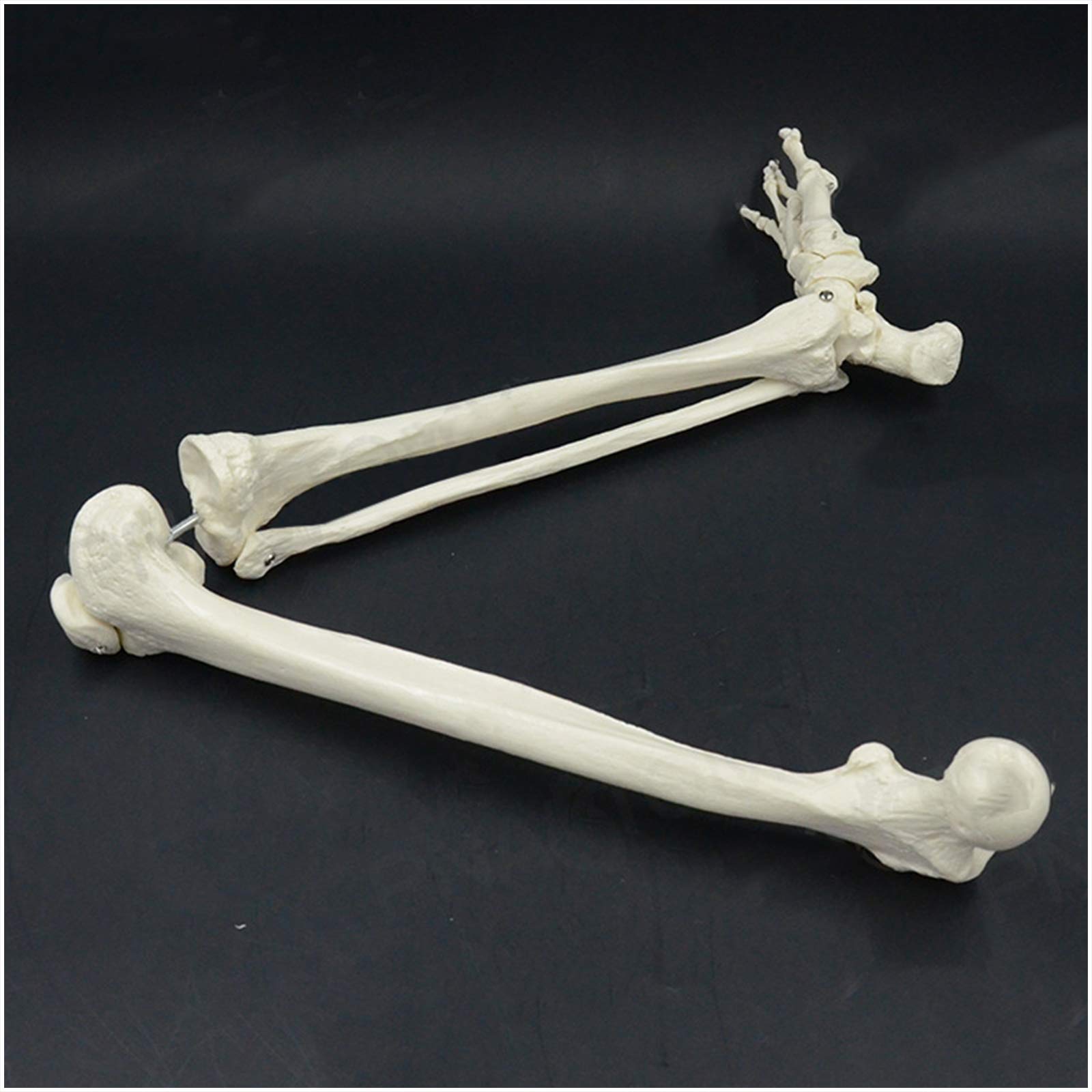 Sjdopulse A Human Lower Limb Skeleton Model - Medical Natomical Human Lower Limb Skeleton Bone Model - Pvc Material Human Leg Skeleton Bundl - For Medical Standard Education Teaching Ids (A)