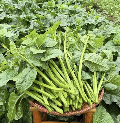 100+ Premium Malabar Spinach Seeds Rau Mng Ti Basella Alba Climbing Spinach Non-GMO Heirloom Easy to Grow Fast-Growing Heat-Tolerant Perfect for Trellises & Home Gardens