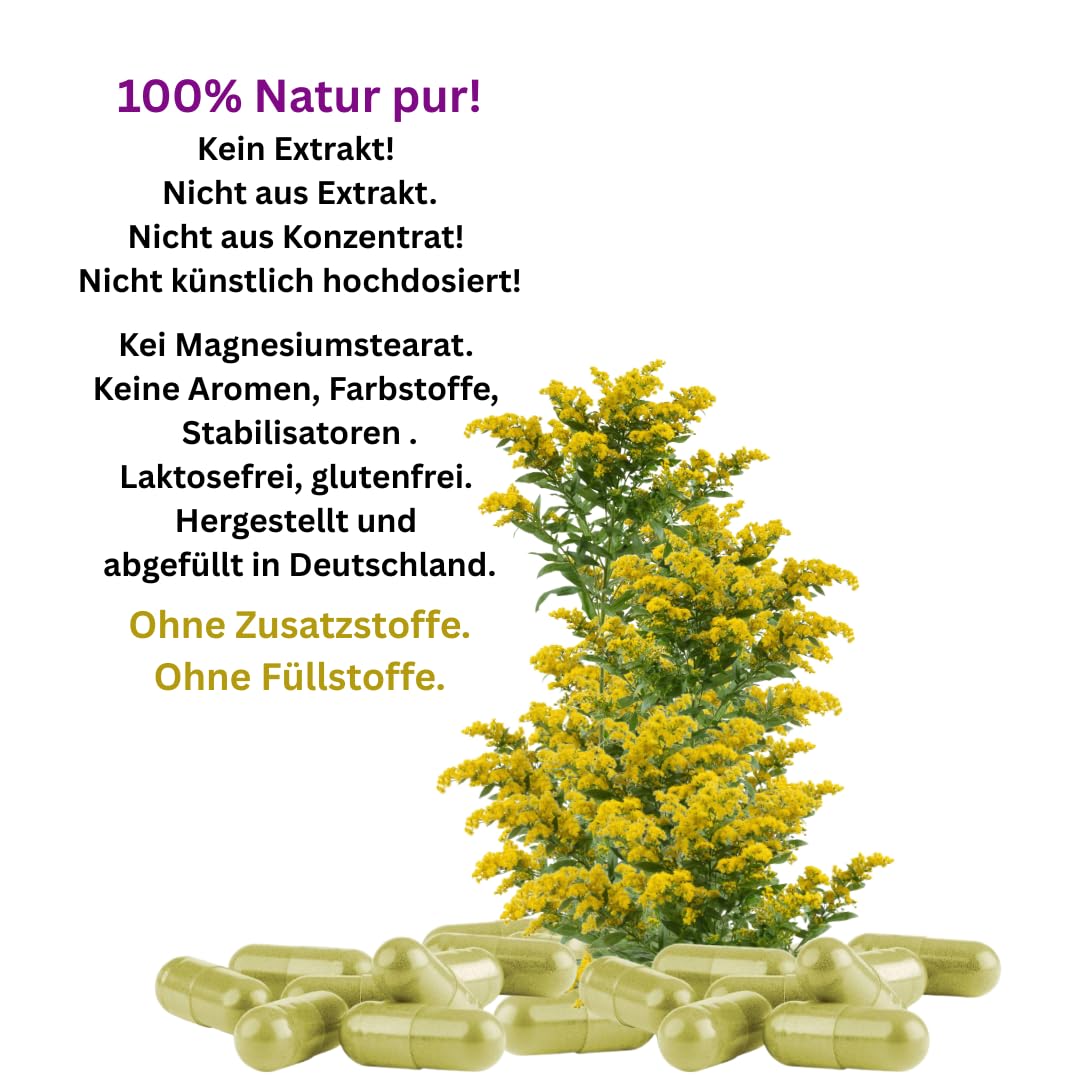 Echte GOLDRUTE Solidago Goldrutenkraut 180 Kapseln NIEREN - BLASE - HARNWEGE - NATUR pur [OHNE ZUSATZSTOFFE] 26935-180