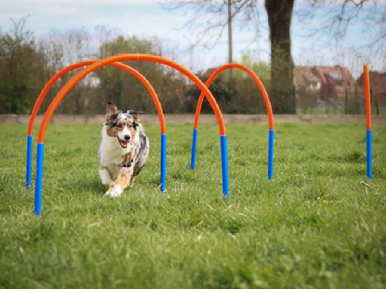 Lemodo Hoopers Set mit 4 Bögen, Agility Set, Steckhürden-Set mit Tasche, Hundesport, Hundetraining