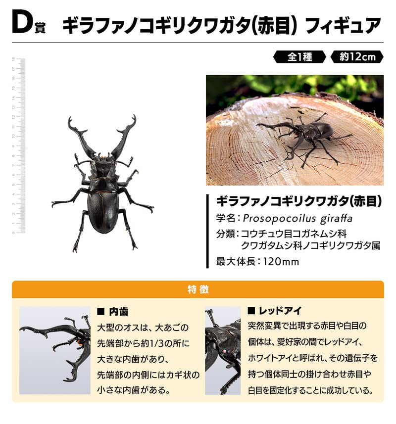 Amazon | 一番くじ昆虫 世界の昆虫だいしゅうごう！1ロット 全80個 ＋