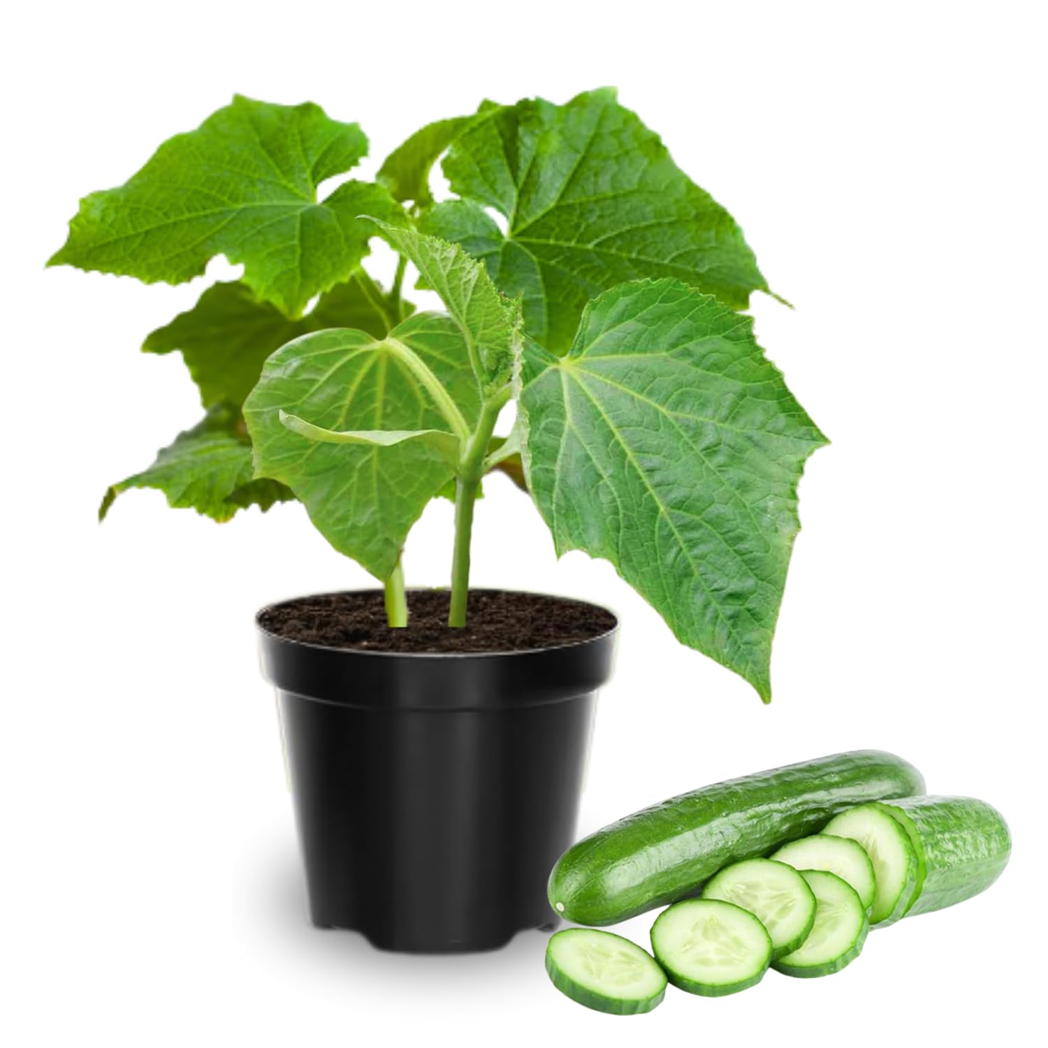 HILROQG Cucumber Plants Set of 2