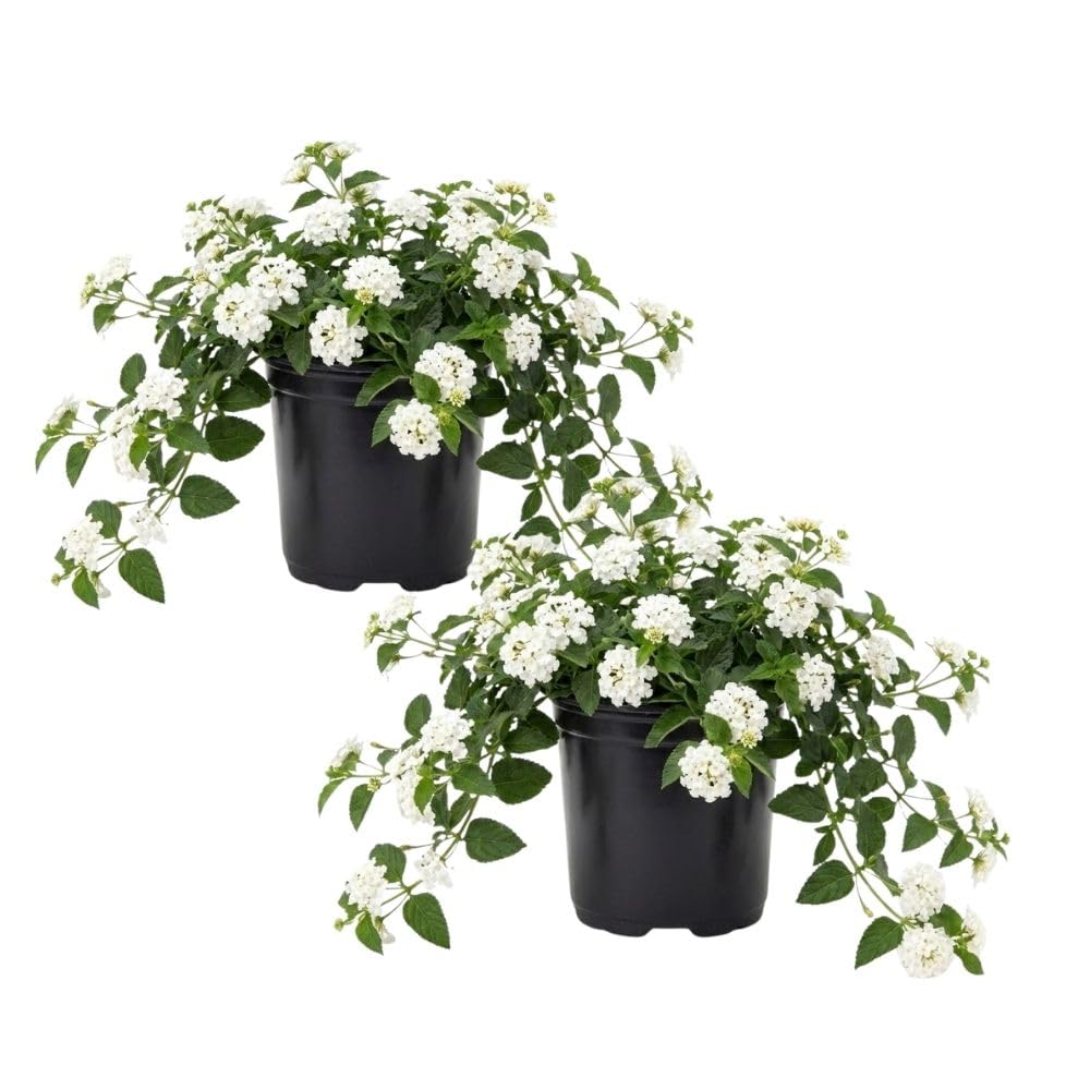 Set 2 White Lantana Live Plant 6-10 Inches Tall, White Lantana Plant Live, Trailing Lantanas Plants, Fragrant Flowers Seedlings, Perennial Flowers Plants for Your Garden