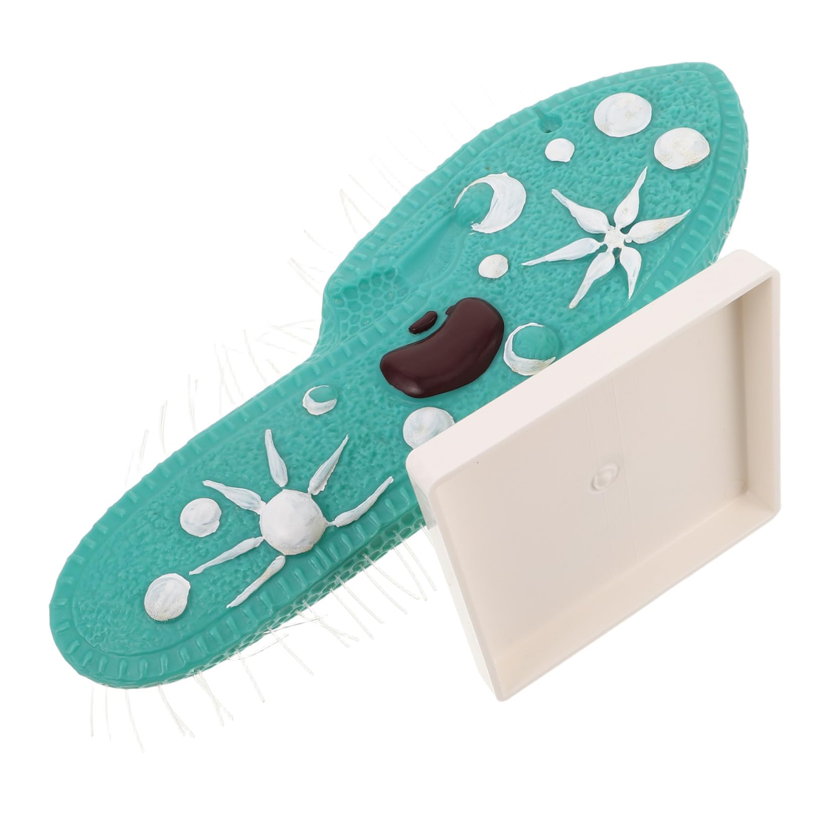 Milisten Paramecio per Istruzione Scientifica Visualizzazione Anatomica Cellulare Attrezzatura Laboratorio Biologia Protozoo Studio Microscopio