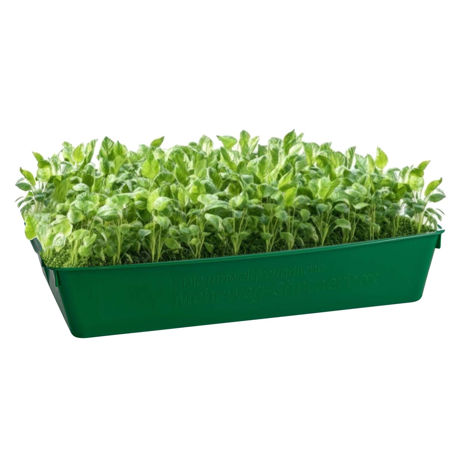 Gärtnerbox 58x32x11 cm 4er Set Pflanzschale Anzuchtwanne Grün Aussaatschale | BURI Pikierschale robust, wetterfest und frostfest für Saatschalen, Pflanzwanne, Gewächshaus und Pflanzenanzucht