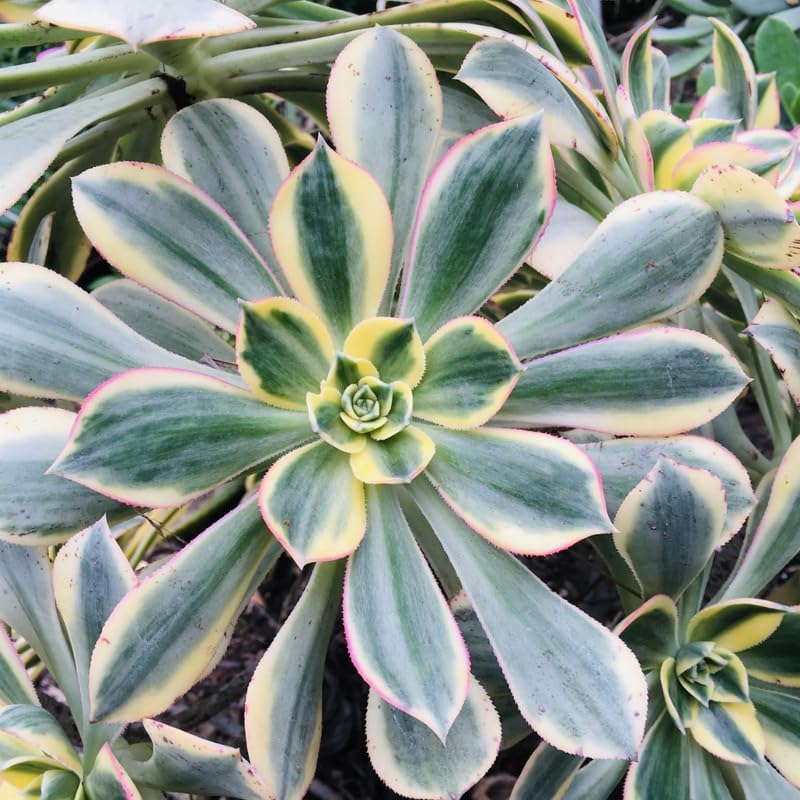 Miniatura 4 de Sun Aeonium - Planta viva suculenta en maceta de 4 pulgadas, planta viva suculenta roseta para cultivo en interiores y exteriores