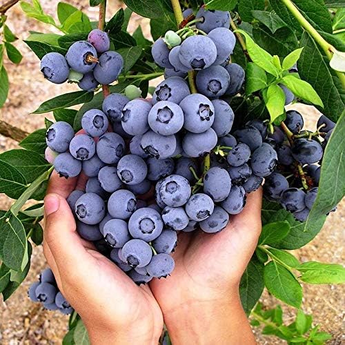 Seed - 50pcs/ bag Blueberry Fruit Seeds Home Garden Potted Plants Flowers