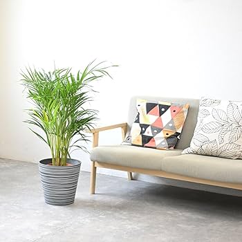 アレカヤシ８号 観葉植物 アレカヤシ 8号 Eco Stone（エコストーン） シリンダー