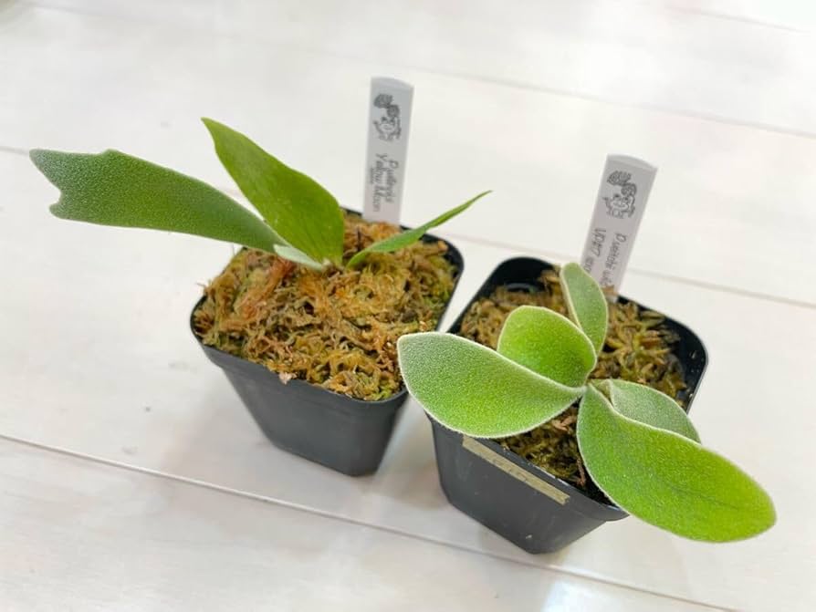 Amazon.co.jp: 2株セット willinckii Yellow Moonイエロームーン