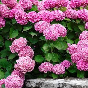 Amazon.com : Hydrangea Plant Live Tree, Pink to Blue Purple Color