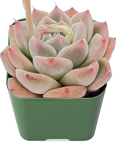 1 Live Echeveria Alba Beauty Planta suculenta totalmente enraizada en maceta de 2 pulgadas