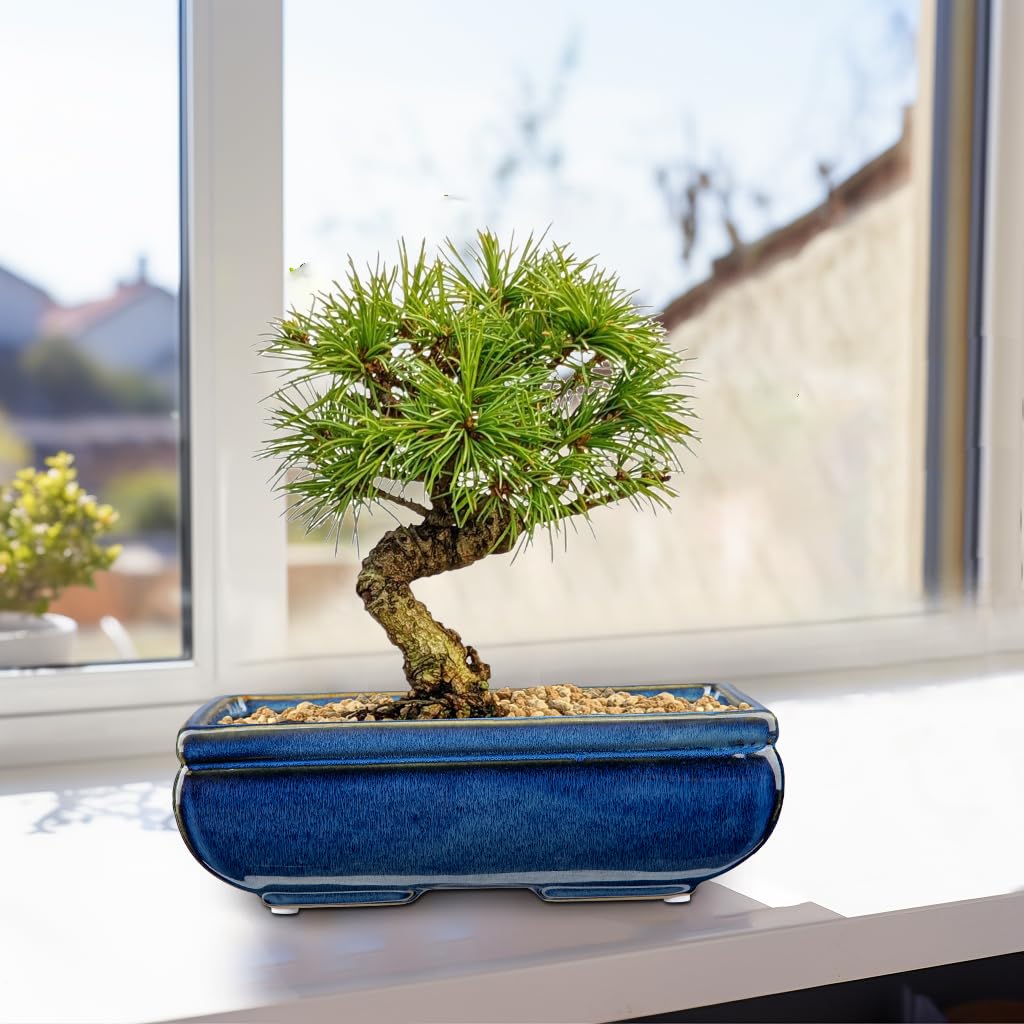 Oairse Zestaw 2 doniczek bonsai, płytkie doniczki na sukulenty do żywych drzew bonsai, 22 cm, ceramiczna doniczka do wewnątrz i na zewnątrz, sukulenty z otworem drenażowym, doniczka na rośliny kaktusa