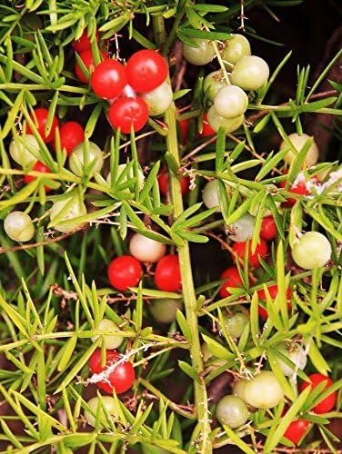 Asparagus Falcatus FERN shrub fragrant flowering bush bird atract seed 50 MOUYOU