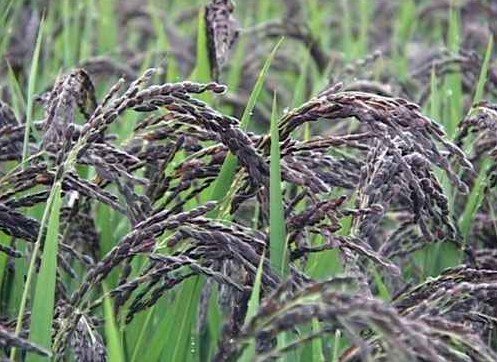 Buymax Black Rice Seed 1KG (B07F5ZMXR2) Amazon Price History, Amazon Price Tracker