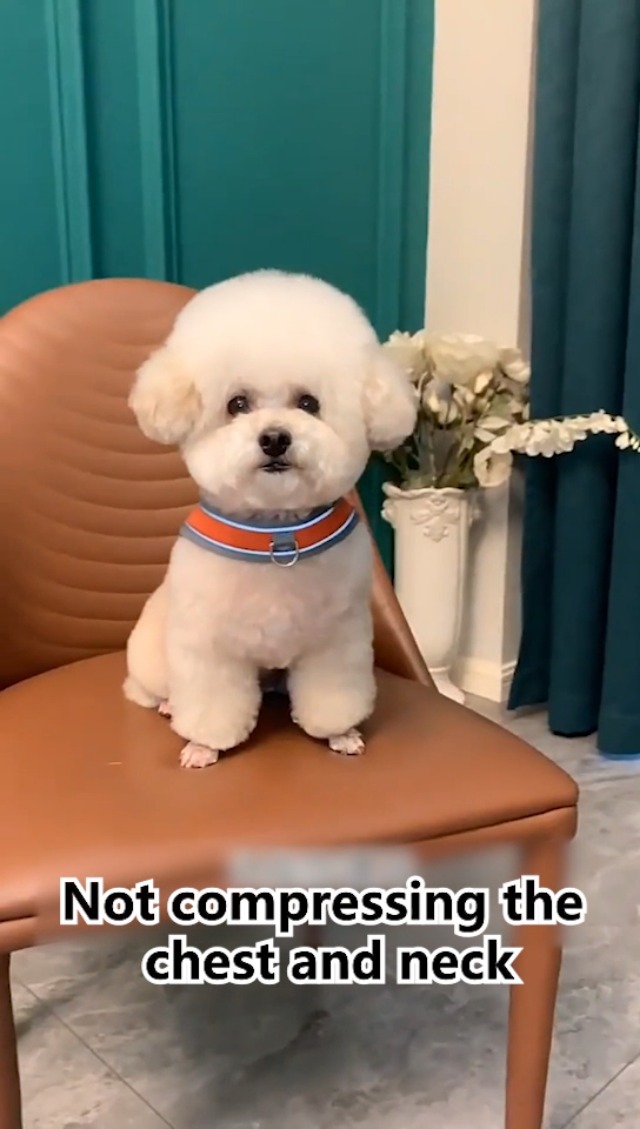 Dog Harness and Leash Set, No Pull Saddle Style Pet Harness, Breathable Mesh Adjustable Reflective Dog Vest for Dogs and Cat Medium Small Harness 2 D-Rings (Blue, L) - image 7