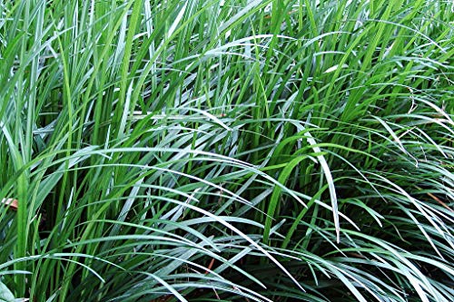 1 oz Seeds (Approx 430 Seeds) of Ophiopogon japonicus, Mondo Grass