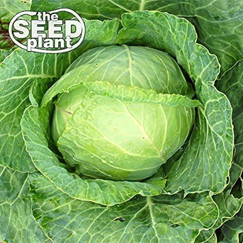 Copenhagen Cabbage Seeds - 500 Seeds NON-GMO