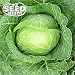 Copenhagen Cabbage Seeds - 500 Seeds NON-GMO