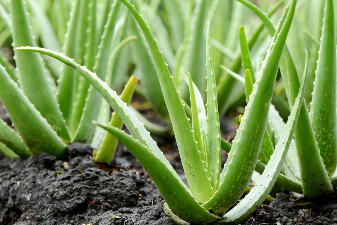 RUKDA® Rajasthani Aloe Vera Live Baby Plant | Indoor Outdoor and Balcony Medicinal Plant Skin Gel Aloe Vera Live Healthy Plant (1 Per Packet)