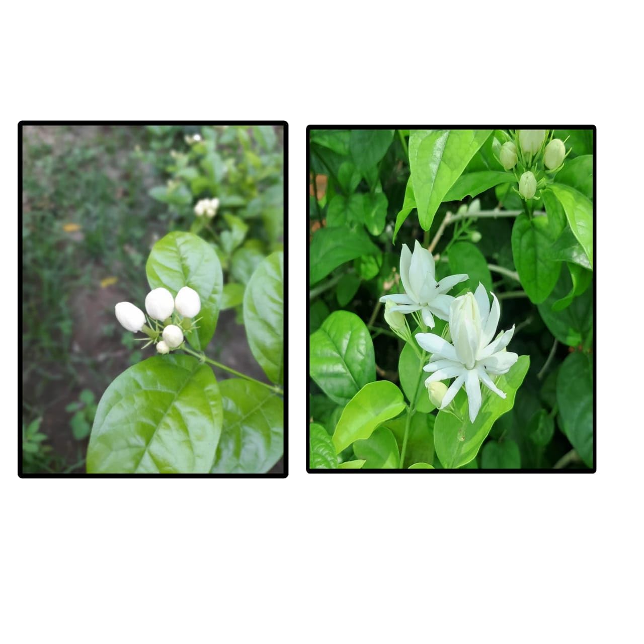 ASPEN® Combo Fragrance Flower Plants Rare Variety Ram Jasmine/Ramer Banam Jasmine/Jasmine Plant Healthy Live Plant With Safe & Secure Packing - Pack of 2