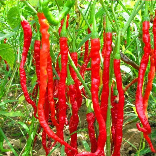 12 Variedades de Sementes de Pimentas Super ardidas para você cultivar no seu lar