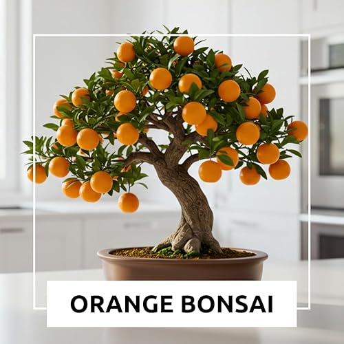 Miniatura 4 de Semillas de naranja enana para plantar  10 semillas de naranja resistentes  Cultivar árboles compactos y frutales o bonsái