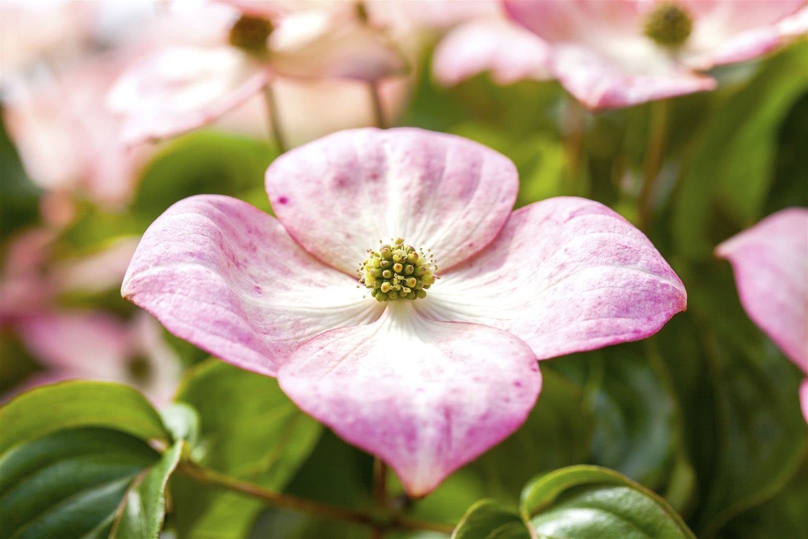 Cornus kousa 'Satomi' 40-60 cm – Winterhart, Mehrjährig, Pflegeleicht – Japanischer Blumen-Hartriegel – Ziergehölz für Garten & Einzelstellung
