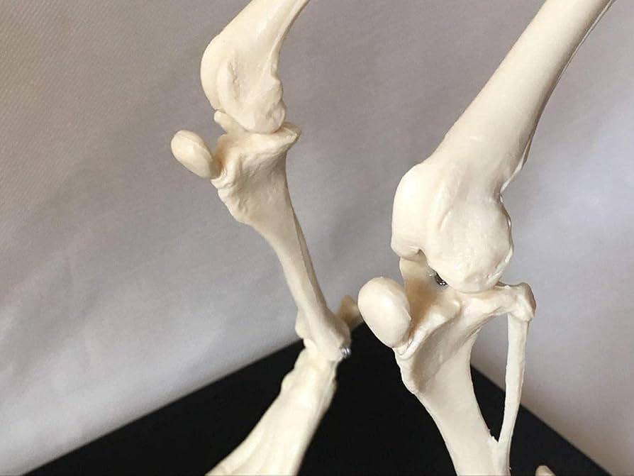 Amazon.co.jp: 犬の骨格モデル解剖学モデル獣医教育