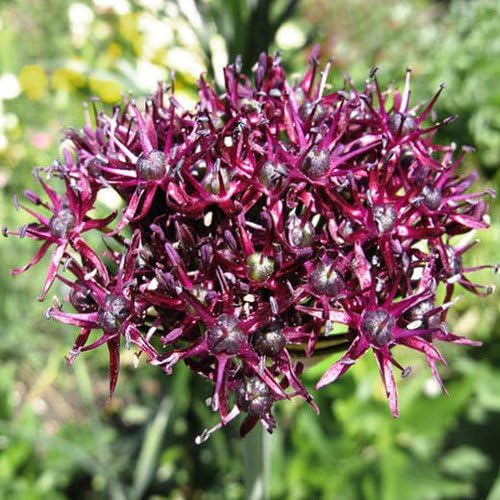 Plant World Seeds Allium Atropurpureum Seeds (Perennial Flower Seeds