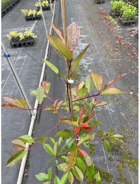 【30本 セット】　レッドロビン (ベニカナメモチ) 15.0ｐ 30本 樹高0.8ｍ前後 15.0ｐ 植木　苗木　生垣