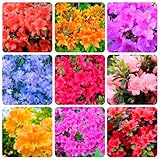 30+ Seed Mixed Colorful Azalea Rhododendron Simsii Seeds Schlippenbachii Bush Shrub Beautiful Flowers Plant for Garden Outdoors